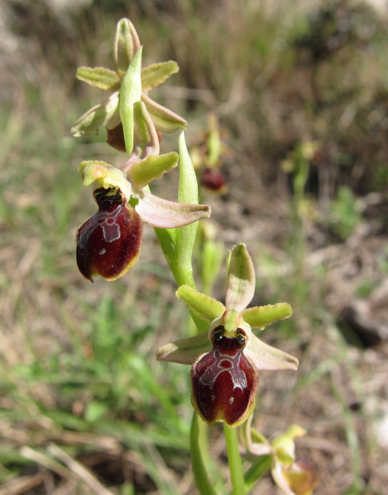 Ophrys sphegodes?